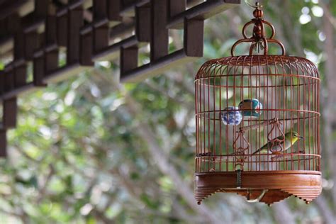 Los mejores pájaros cantores para tener en casa descubre cuáles son