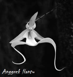 Anggrek Hantu Ghost Orchid Bunga Unik Alam Mentari