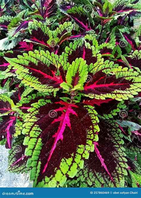 Plantas Ornamentais Folhas Vermelhas E Verdes Em Um Jardim Imagem