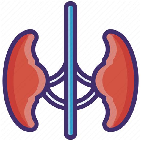 Kidney Nephron Renal Artery Urinary Bladder Urinary Tract Icon