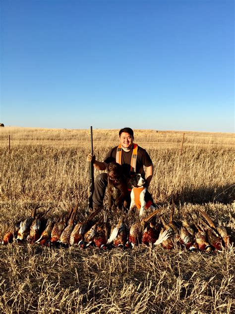 South Dakota Outing Upland Game Hunting Pheasants Quail Grouse