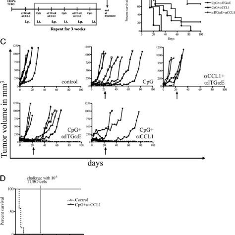 Tumors From Mice Treated With Cpg Odn And A Ccl1 Contain Increased