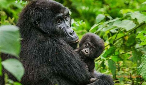 1 Day Gorilla Trekking Uganda Gorilla Trekking Bwindi From Kigali