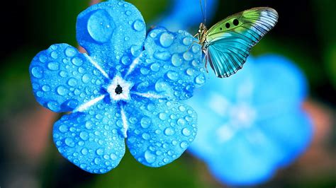 Blue Green Black Dot Butterfly On Blue Water Drops Flower Butterfly