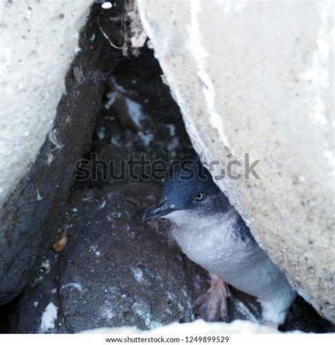 Penguin Nest Stkilda Pier Melbourne Australia Stock Photo 1249899529