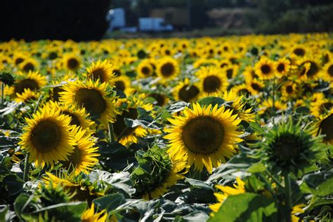 Sunflower Field Free Stock Photo - Public Domain Pictures