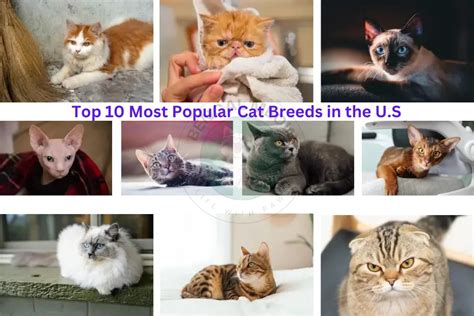 Top 10 Most Popular Cat Breeds In The US The Ultimate Guide