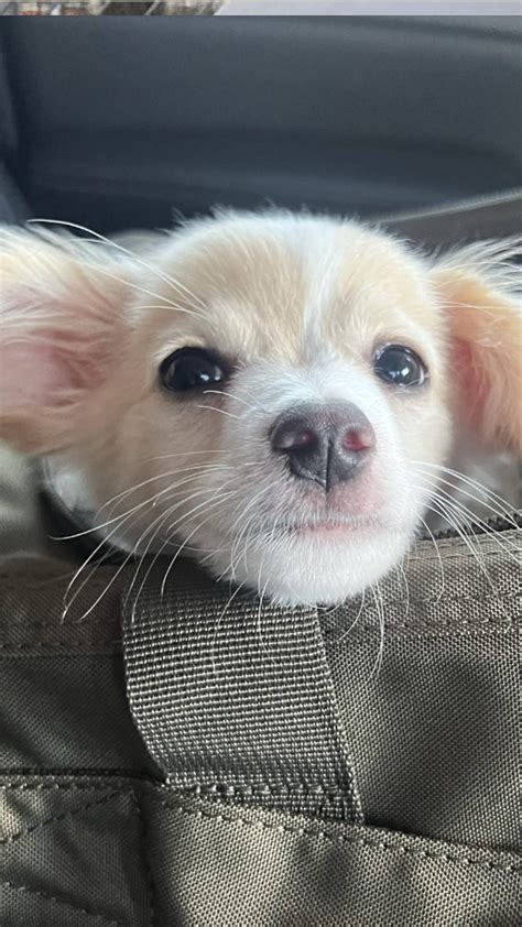 Top Gun Maverick Star Glen Powell Adopts Tiny Puppy As Bodyguard