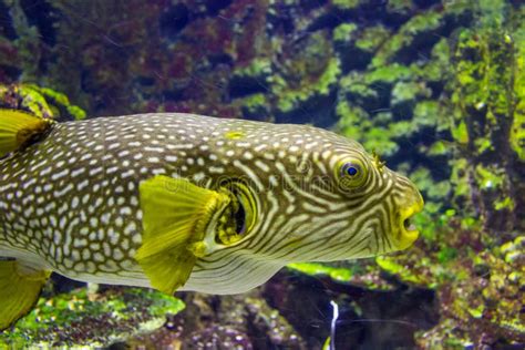 Pufferfish Closeup Stock Photo Image Of Exotic Puffer 58576966