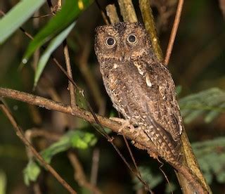 sulawesi scops owl otus manadensis birds   world