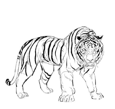 White Tiger Sketch By Ezekiel Black On Deviantart Artofit