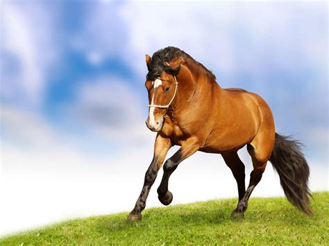 Brown Horse Wallpapers - Top Free Brown Horse Backgrounds - WallpaperAccess