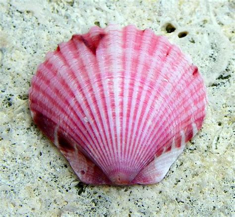 Pink Scallop Sea Shells Shells And Sand Shells