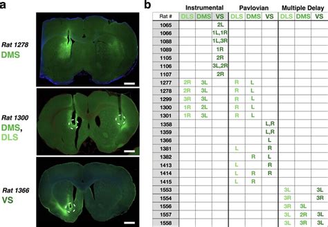 Photometry Recording Locations A Histology Examples Showing Optic Download Scientific Diagram