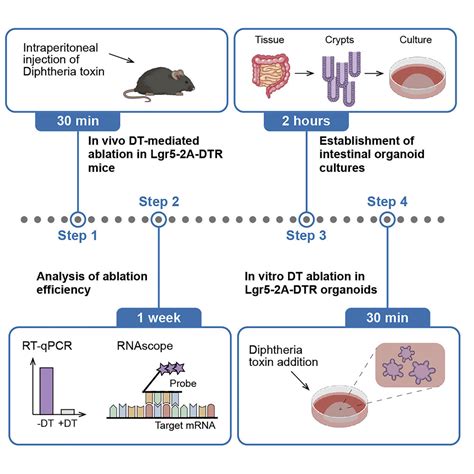 Cell Press STAR Protocols