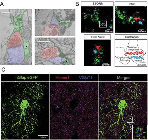 EM SMLM And STED Images Visualising Astrocyte Processes In The