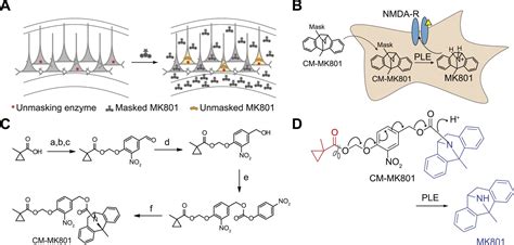 Cell Type Specific Pharmacology Of NMDA Receptors Using Masked MK801