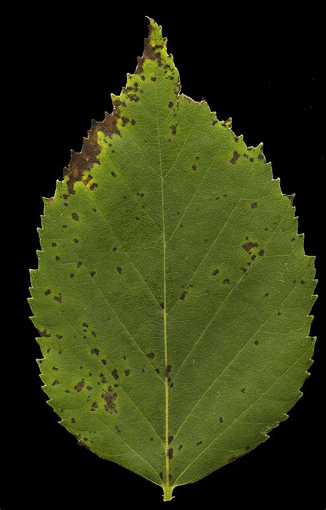 Betula Papyrifera Paper Birch Atlas Image Categories Northern Forest Atlas