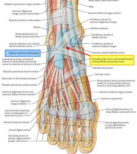 Tarsal Tunnel Syndrome Symptoms Causes Diagnosis Prognosis And Treatment