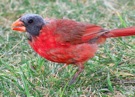 Close Up Of A Juvenile Northern Cardinals In The Field Stock Photo