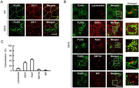 Subcellular Localization Of Wt Cldn16 And The D97s Mutant A