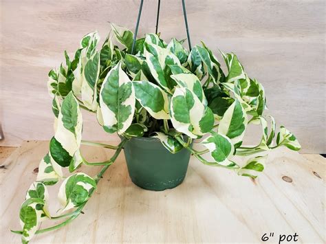 Pothos Njoy Epipremnum Aureum Pearls And Jade Pothos Etsy