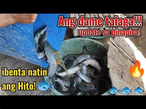 Ibenta Na Yan Ang Dame Ng Hito Kaya Ibenta Na Sa Mga Buyers Youtube