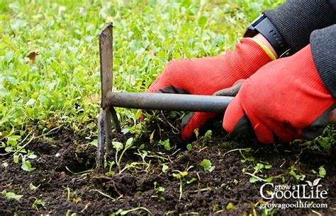 Natural Weed Control in the Vegetable Garden