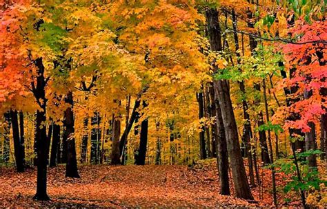 Los Bosques M S Bonitos De Espa A Gu A Completa