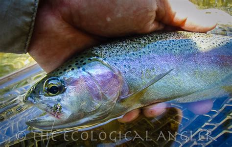 The Ecological Angler Fly Fishing Kern River Photography