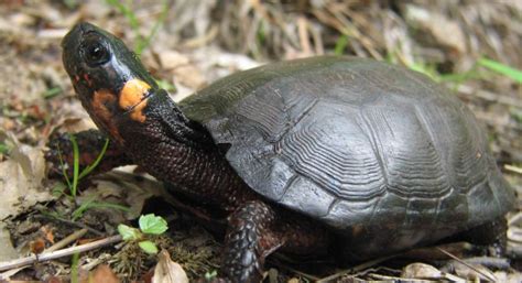 The Bog Turtle | Critter Science