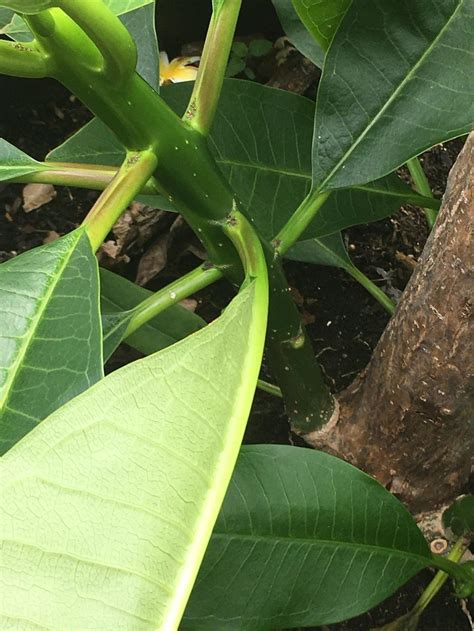 Plumeria Badly Damaged Can Trunk Be Rooted In The Plumeria Forum