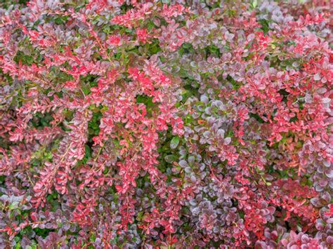 Controlling Japanese Barberry: Japanese Barberry Removal Tips