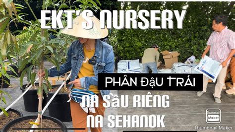 EKTS Nursery Có Na Sầu Riêng Na Sehanok Và Phân Cho Sapô Đậu Trái