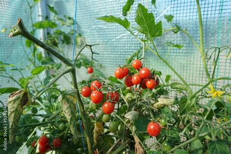 Pomidory Koktajlowe W Szklarni Szklarnia Pomidory Cocktail Tomatoes