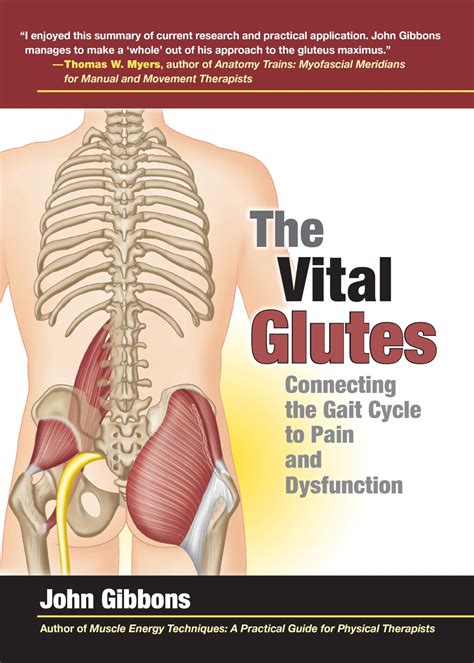 Snapklik.com : The Vital Glutes: Connecting The Gait Cycle To Pain And