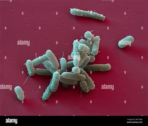 Salmonella Enterica Subsp Enterica Ser Typhimurium 120001 Stock