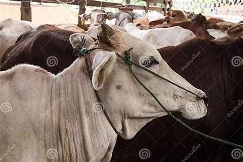 Cow Crying In Truck Sadness Fear Stock Photo Image Of Head Health