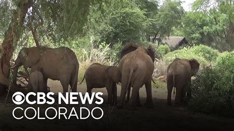 Elephants Use Names To Directly Talk With Each Other Say Colorado