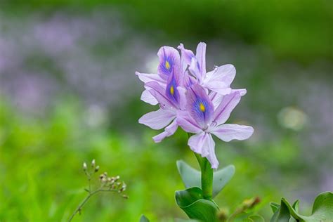 Eichhornia Crassipes Flower - Free photo on Pixabay - Pixabay