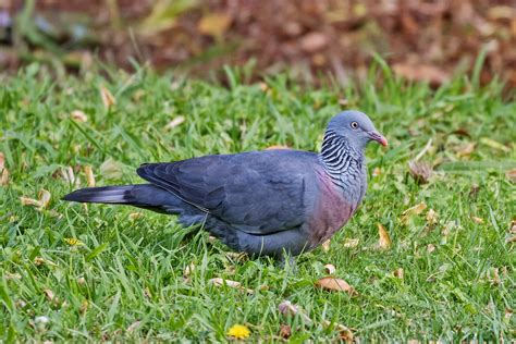 Madeira Birding Tours Madeira Birdwatching Birdquest