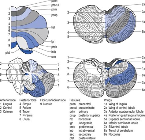 The Cerebellum And Vestibular System Neupsy Key