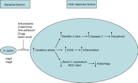 Figure 1 From Oxidative Stress Involved Autophagy And Apoptosis In