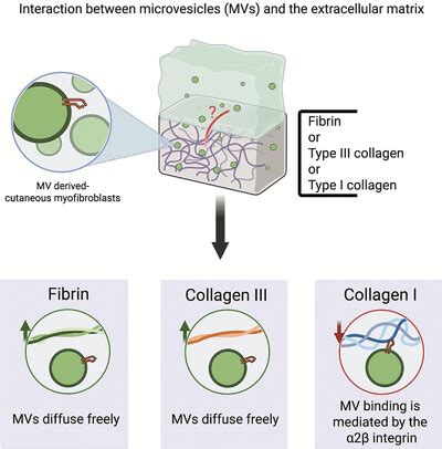 Journal of Extracellular Biology: Vol 3, No 1 