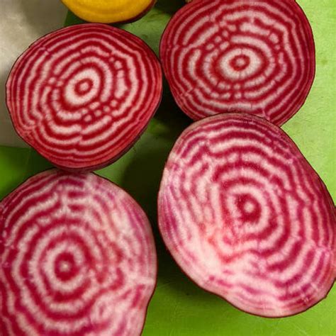 Beetroot Chioggia Seeds The Seed Collection