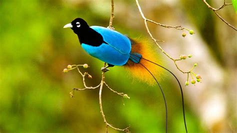 Bird Of Paradise Wallpaper (60+ images)