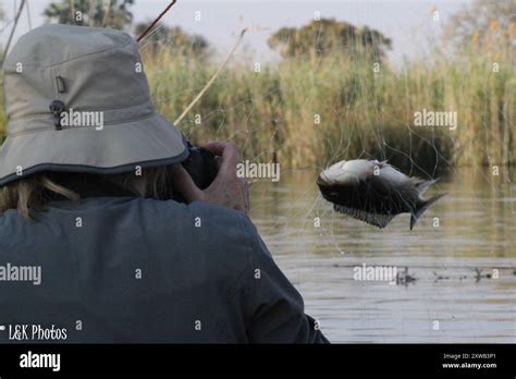 Redbreast Tilapia Coptodon Rendalli Actinopterygii Stock Photo Alamy