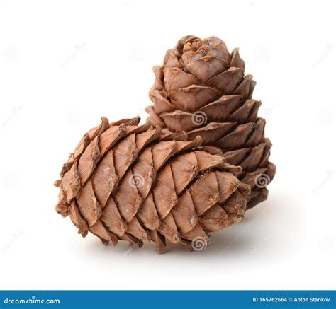 Two Ripe Pine Cones Stock Photo Image Of Object Coniferous