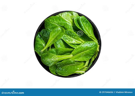 Baby Romain Green Salad Leaves In Pan Isolated White Background Top