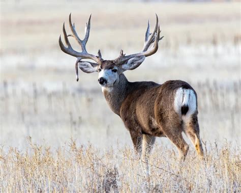 Deer Season In Kansas Everything You Need To Know To Be Prepared